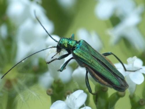 Réf. 262 351 : Oedemera nobilis